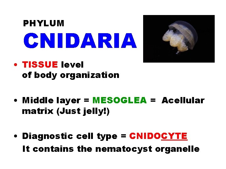 PHYLUM CNIDARIA • TISSUE level of body organization • Middle layer = MESOGLEA =