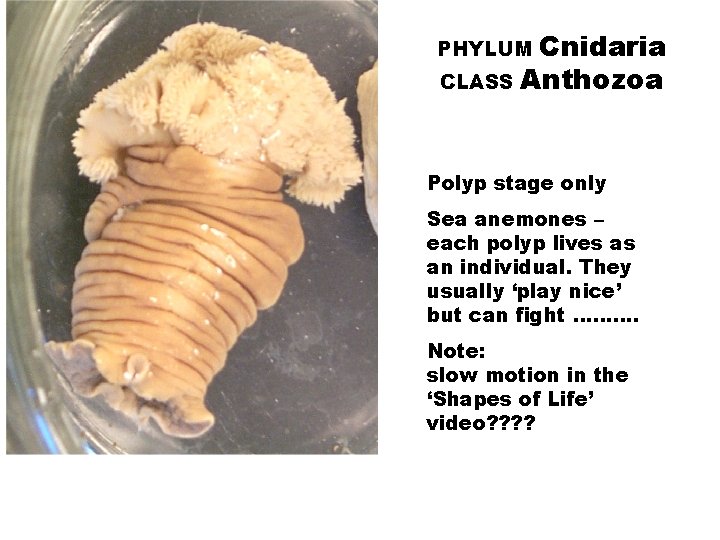 Cnidaria CLASS Anthozoa PHYLUM Polyp stage only Sea anemones – each polyp lives as