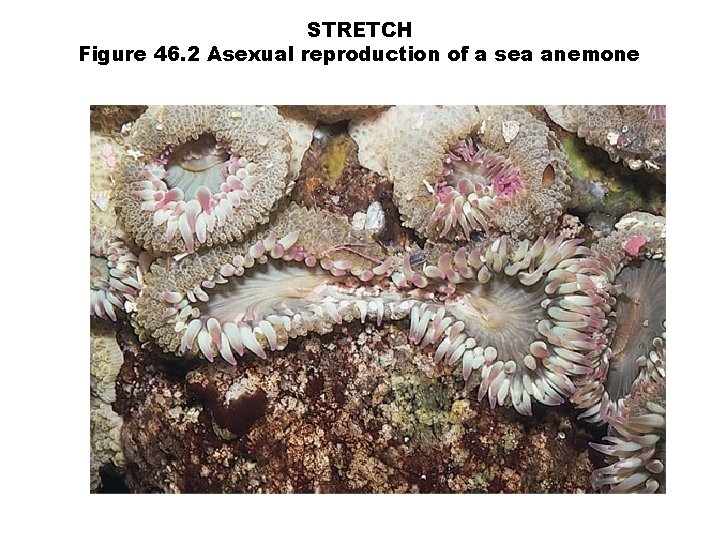 STRETCH Figure 46. 2 Asexual reproduction of a sea anemone 