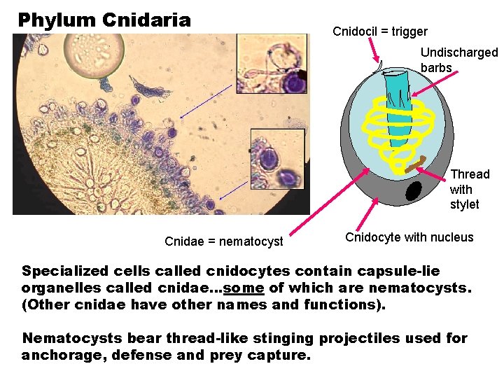 Phylum Cnidaria Cnidocil = trigger Undischarged barbs Thread with stylet Cnidae = nematocyst Cnidocyte