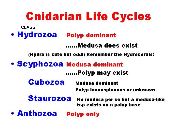 Cnidarian Life Cycles CLASS • Hydrozoa Polyp dominant ……Medusa does exist (Hydra is cute