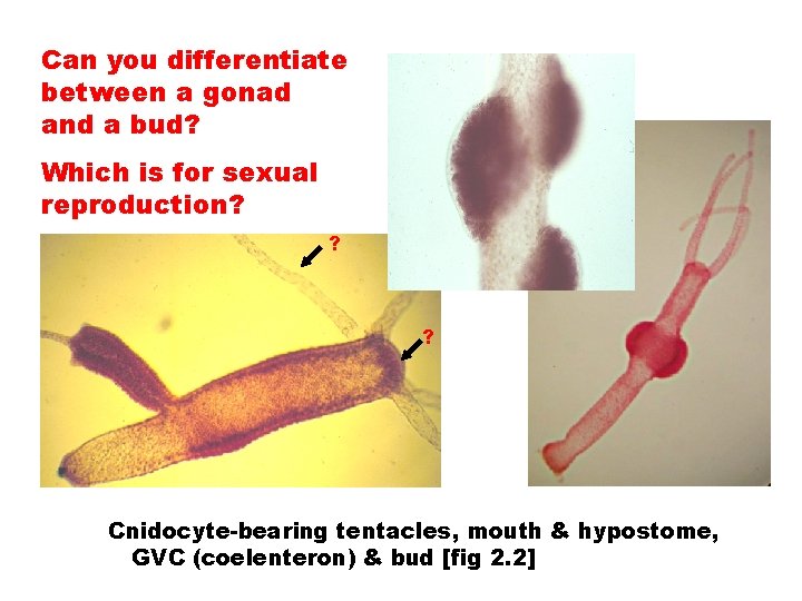 Can you differentiate between a gonad and a bud? Which is for sexual reproduction?