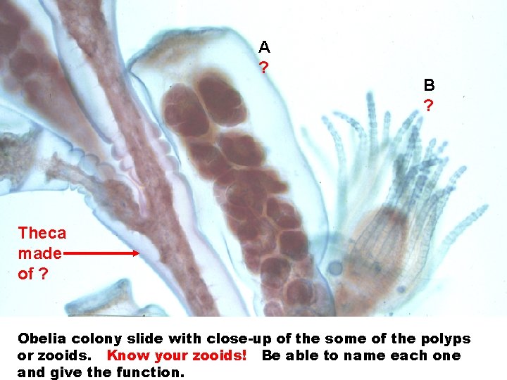 A ? B ? Theca made of ? Obelia colony slide with close-up of