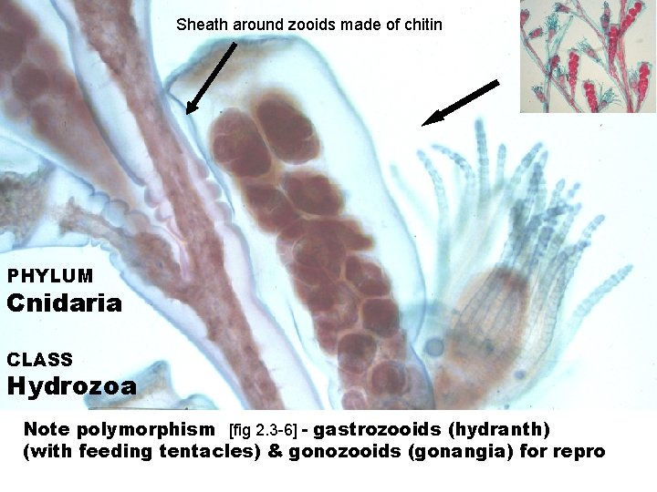 Sheath around zooids made of chitin PHYLUM Cnidaria CLASS Hydrozoa Note polymorphism [fig 2.