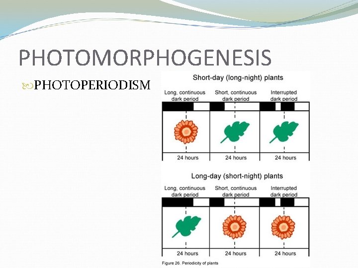 PHOTOMORPHOGENESIS PHOTOPERIODISM 