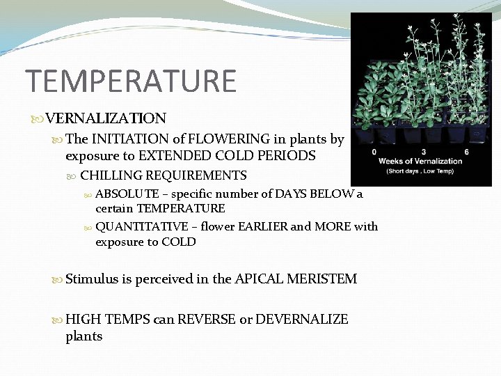 TEMPERATURE VERNALIZATION The INITIATION of FLOWERING in plants by exposure to EXTENDED COLD PERIODS