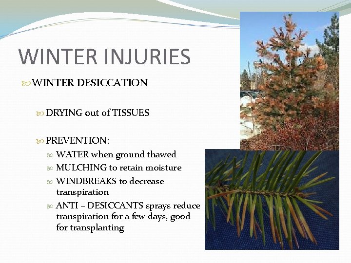 WINTER INJURIES WINTER DESICCATION DRYING out of TISSUES PREVENTION: WATER when ground thawed MULCHING