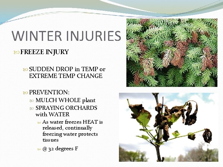 WINTER INJURIES FREEZE INJURY SUDDEN DROP in TEMP or EXTREME TEMP CHANGE PREVENTION: MULCH