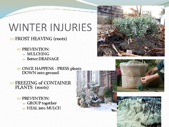 WINTER INJURIES FROST HEAVING (roots) PREVENTION: MULCHING Better DRAINAGE ONCE HAPPENS - PRESS plants