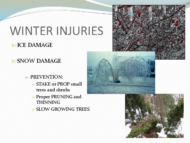 WINTER INJURIES ICE DAMAGE SNOW DAMAGE PREVENTION: STAKE or PROP small trees and shrubs
