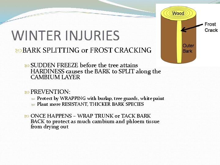 WINTER INJURIES BARK SPLITTING or FROST CRACKING SUDDEN FREEZE before the tree attains HARDINESS