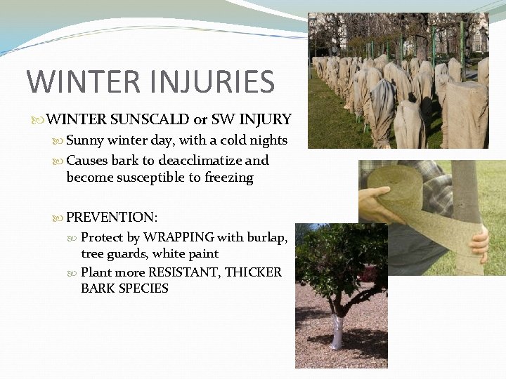 WINTER INJURIES WINTER SUNSCALD or SW INJURY Sunny winter day, with a cold nights
