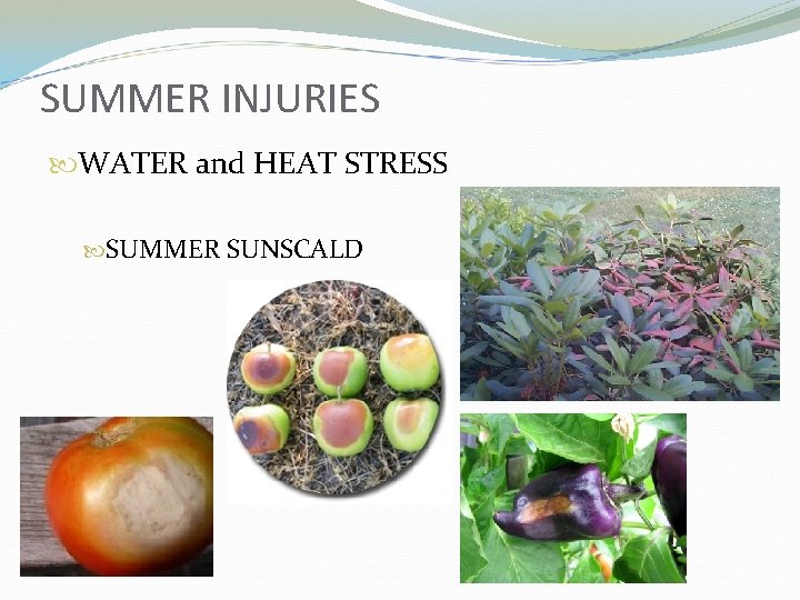 SUMMER INJURIES WATER and HEAT STRESS SUMMER SUNSCALD 