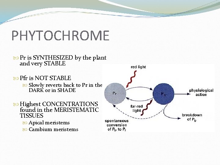 PHYTOCHROME Pr is SYNTHESIZED by the plant and very STABLE Pfr is NOT STABLE