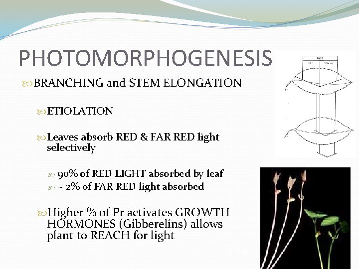 PHOTOMORPHOGENESIS BRANCHING and STEM ELONGATION ETIOLATION Leaves absorb RED & FAR RED light selectively
