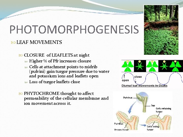 PHOTOMORPHOGENESIS LEAF MOVEMENTS CLOSURE of LEAFLETS at night Higher % of Pfr increases closure