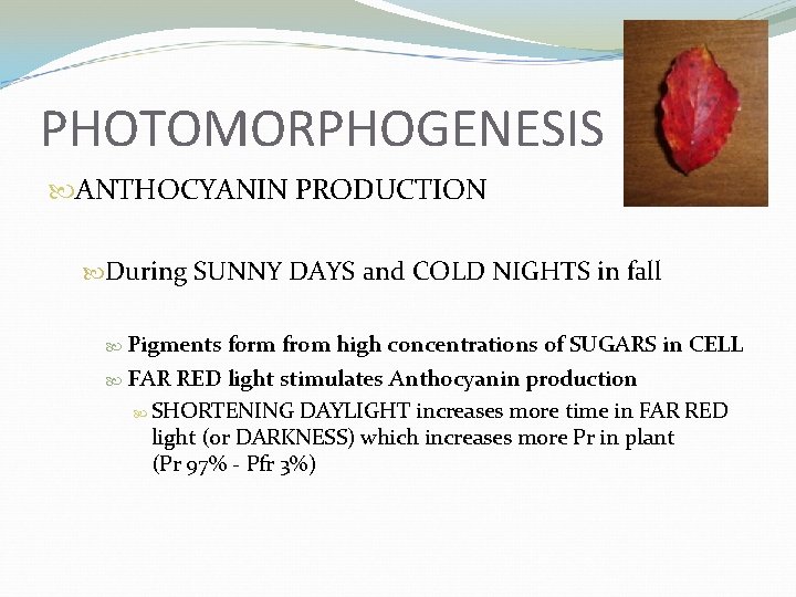 PHOTOMORPHOGENESIS ANTHOCYANIN PRODUCTION During SUNNY DAYS and COLD NIGHTS in fall Pigments form from