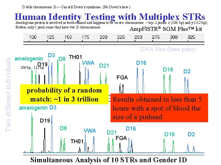 D tells chromosome 21— Can tell Down’s syndrome. (No Down’s here. ) Human Identity