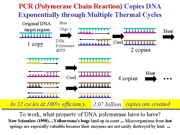 PCR (Polymerase Chain Reaction) Copies DNA Exponentially through Multiple Thermal Cycles Original DNA target