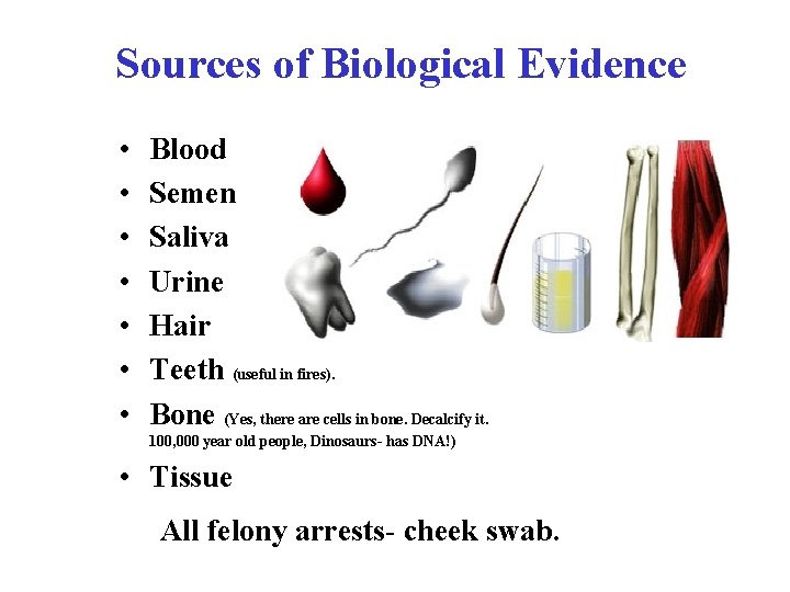 Sources of Biological Evidence • • Blood Semen Saliva Urine Hair Teeth (useful in