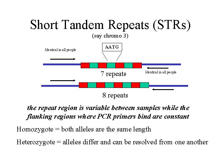 Short Tandem Repeats (STRs) (say chromo 3) Identical in all people AATG 7 repeats