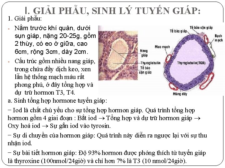 I. GIẢI PHẪU, SINH LÝ TUYẾN GIÁP: 1. Giải phẫu: - Nằm trước khí