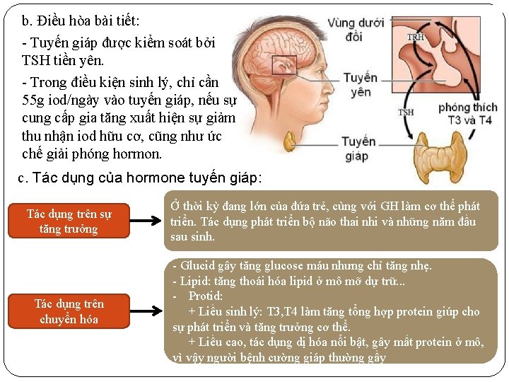 b. Điều hòa bài tiết: - Tuyến giáp được kiểm soát bởi TSH tiền