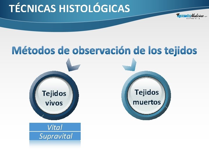 TÉCNICAS HISTOLÓGICAS Tejidos vivos Vital Supravital Tejidos muertos 