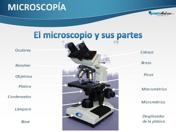 MICROSCOPÍA Oculares Revolver Objetivos Platina Condensador Cabeza Brazo Pinza Macrométrico Micrométrico Lámpara Base Desplazador