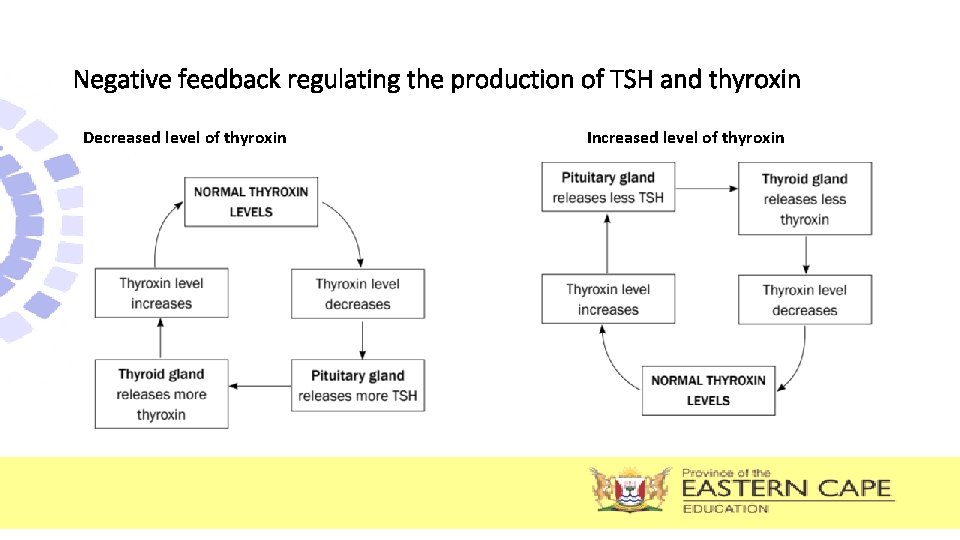 Negative feedback regulating the production of TSH and thyroxin Decreased level of thyroxin Increased