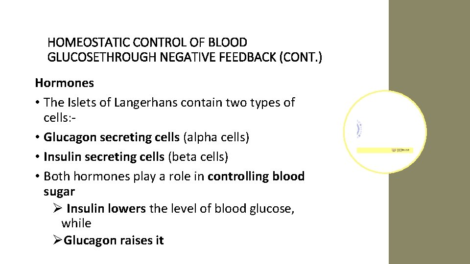 HOMEOSTATIC CONTROL OF BLOOD GLUCOSETHROUGH NEGATIVE FEEDBACK (CONT. ) Hormones • The Islets of