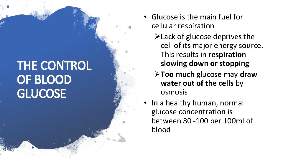 THE CONTROL OF BLOOD GLUCOSE • Glucose is the main fuel for cellular respiration