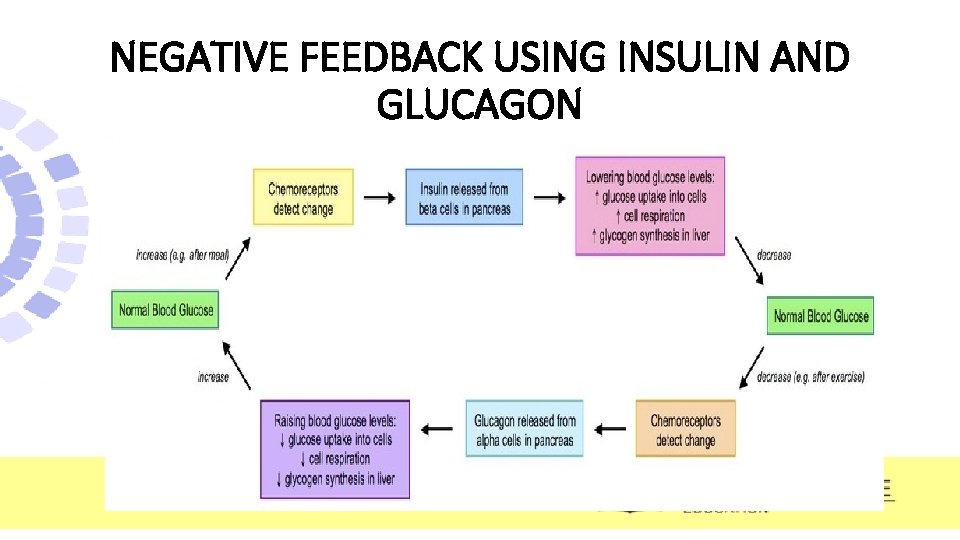 NEGATIVE FEEDBACK USING INSULIN AND GLUCAGON 