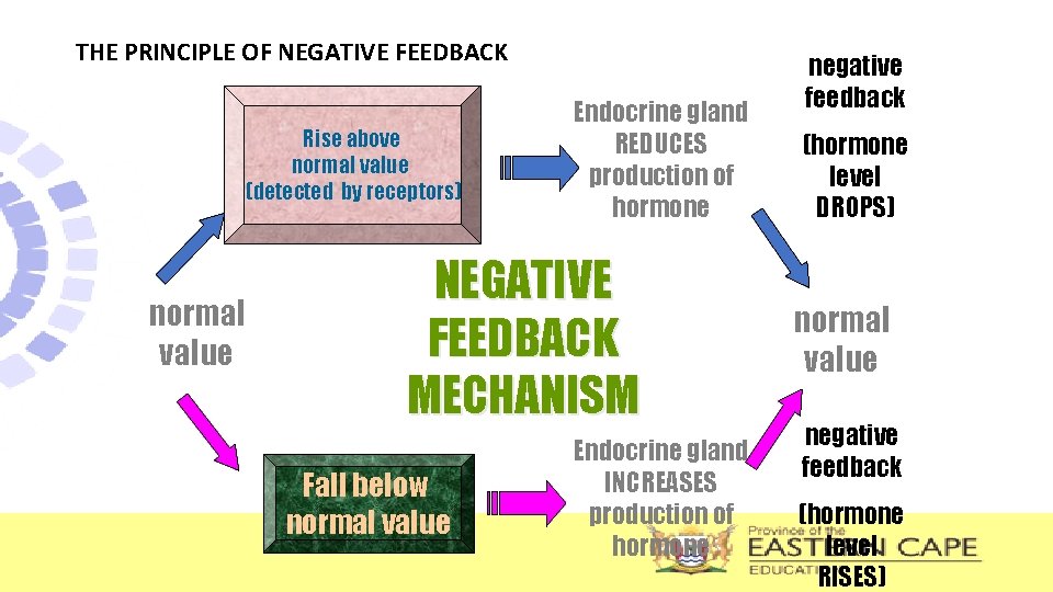 THE PRINCIPLE OF NEGATIVE FEEDBACK Rise above normal value (detected by receptors) normal value