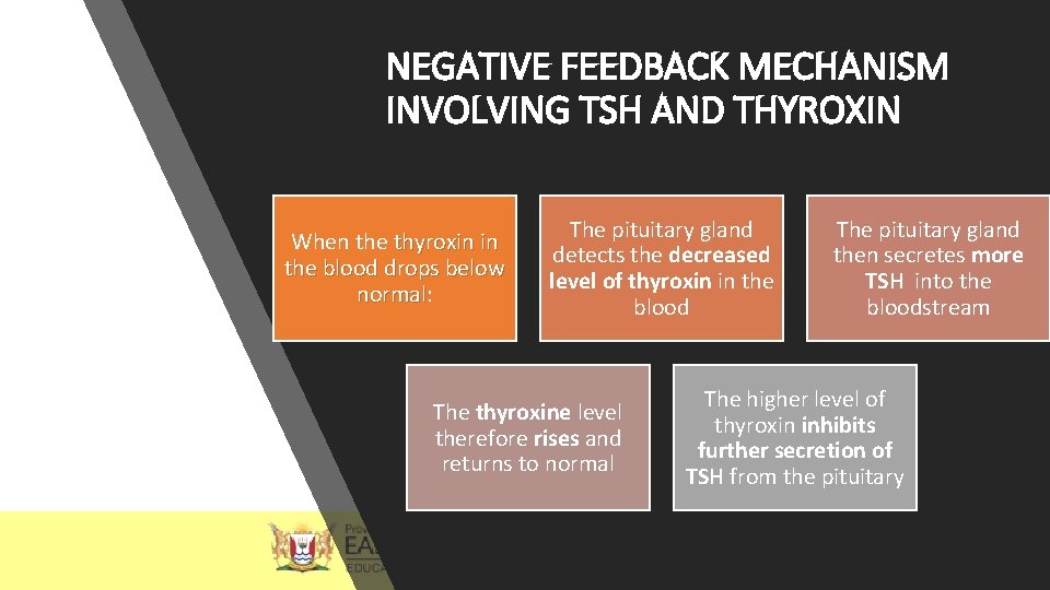 NEGATIVE FEEDBACK MECHANISM INVOLVING TSH AND THYROXIN When the thyroxin in the blood drops