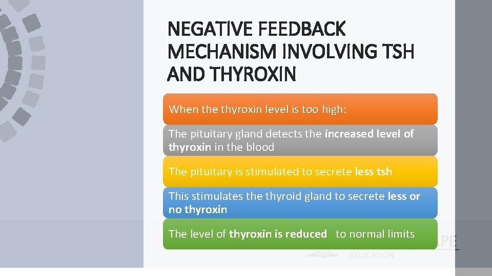 NEGATIVE FEEDBACK MECHANISM INVOLVING TSH AND THYROXIN When the thyroxin level is too high: