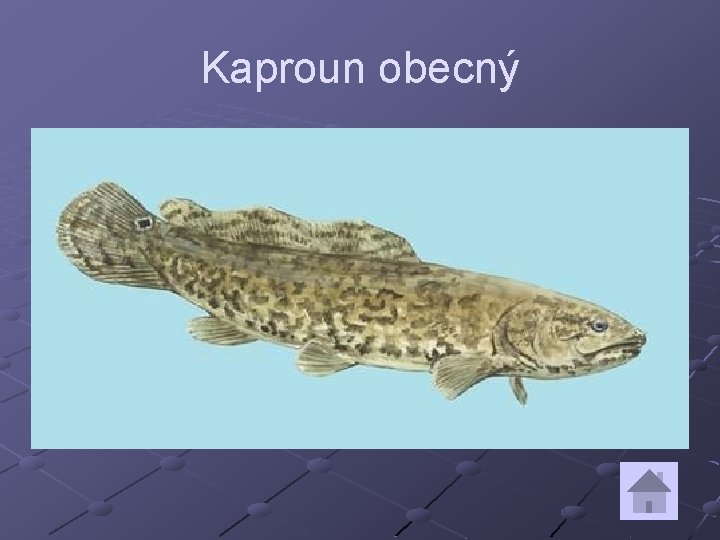 Kaproun obecný 