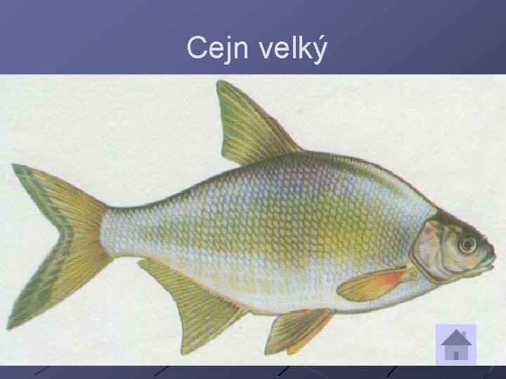 Cejn velký 