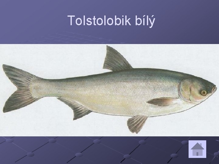 Tolstolobik bílý 