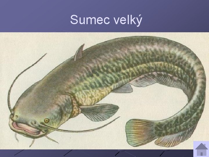 Sumec velký 