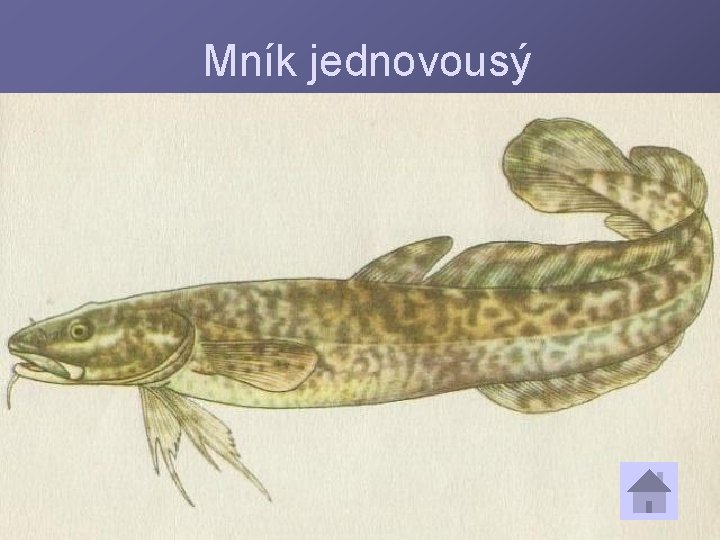 Mník jednovousý 