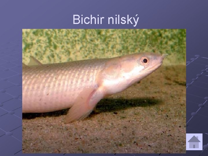 Bichir nilský 