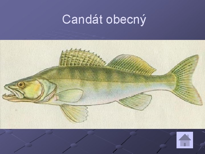 Candát obecný 