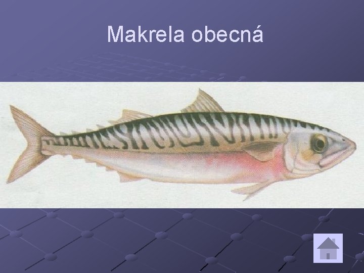 Makrela obecná 