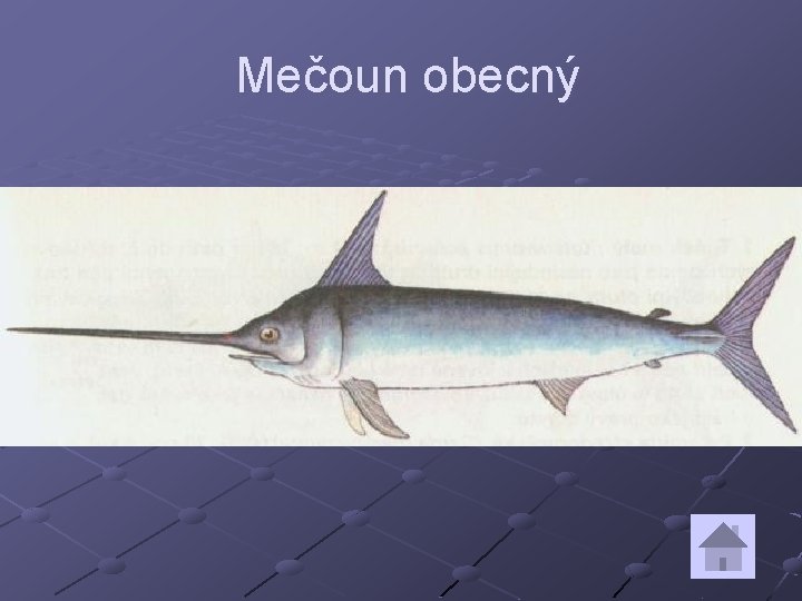 Mečoun obecný 