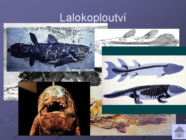 Lalokoploutví jediný druh latimérie podivná /živá fosílie – devon/ ploutve lalokovité s násadci →