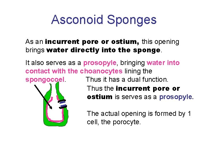 Asconoid Sponges As an incurrent pore or ostium, this opening brings water directly into
