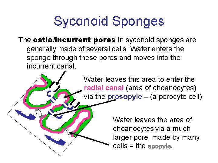 Syconoid Sponges The ostia/incurrent pores in syconoid sponges are generally made of several cells.