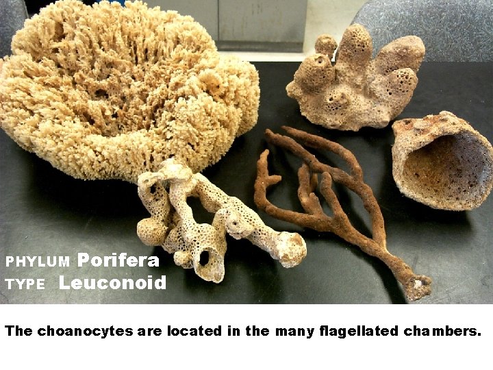 Porifera Leuconoid PHYLUM TYPE These are examples of the most complex sponge type. The