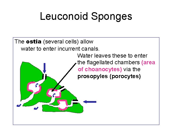 Leuconoid Sponges The ostia (several cells) allow water to enter incurrent canals. Water leaves